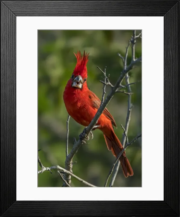 Framed Print : Picture No. 11981130 Framed Print : Picture No. 11981130