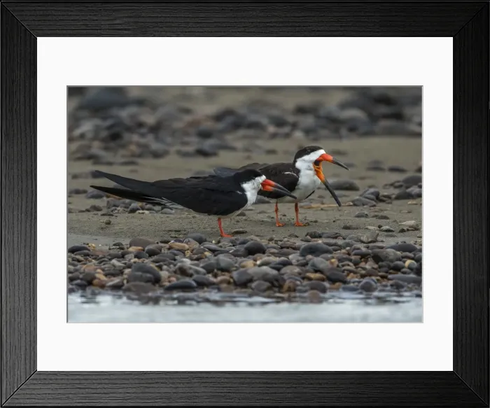 Framed Print : Picture No. 11981132