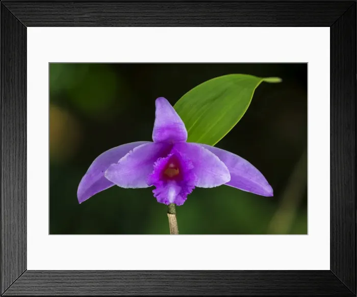 Framed Print : Picture No. 11981133 Framed Print : Picture No. 11981133