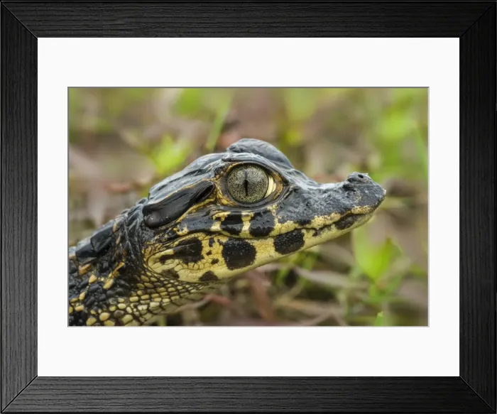 Framed Print : Picture No. 11981134 Framed Print : Picture No. 11981134