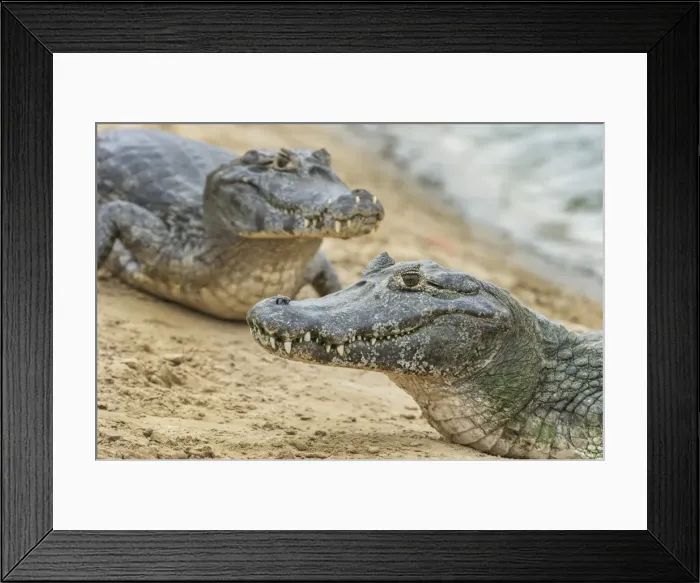 Framed Print : Picture No. 11981135 Framed Print : Picture No. 11981135
