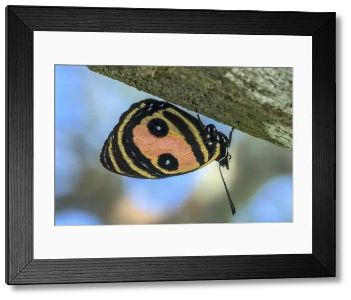 Framed Print : Picture No. 11981136 Framed Print : Picture No. 11981136
