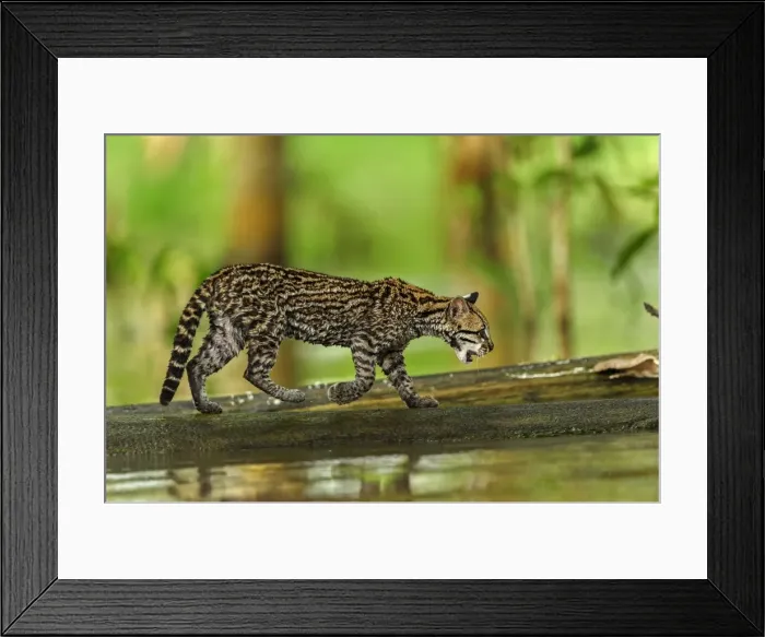 Framed Print : Picture No. 11981138 Framed Print : Picture No. 11981138