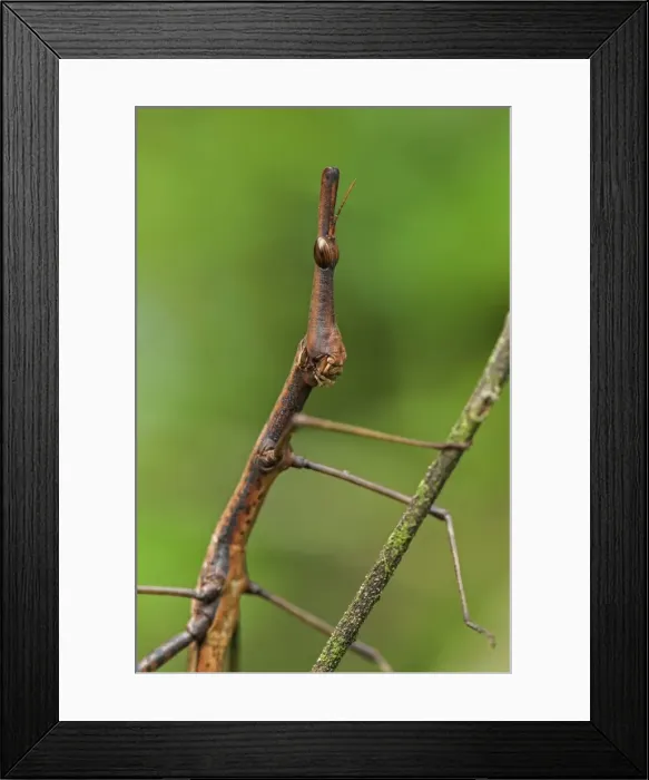 Framed Print : Picture No. 11981139