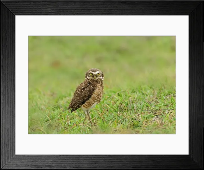 Framed Print : Picture No. 11981142 Framed Print : Picture No. 11981142