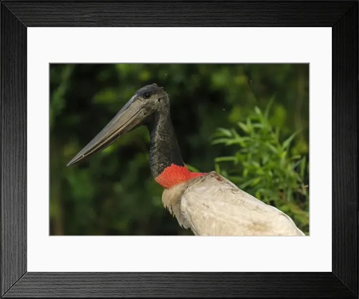 Framed Print : Picture No. 11981145 Framed Print : Picture No. 11981145