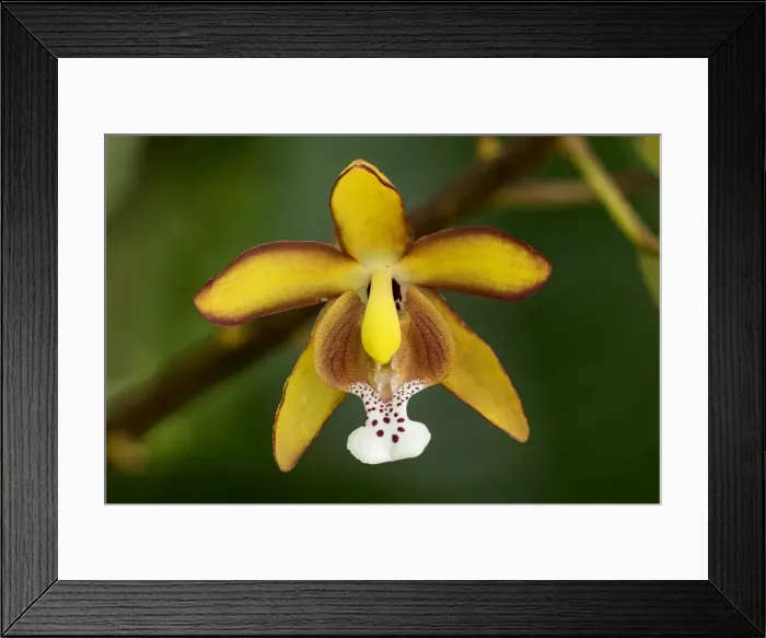 Framed Print : Picture No. 11981146 Framed Print : Picture No. 11981146