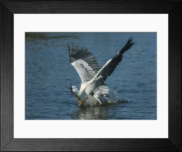 Framed Print : Picture No. 11981147 Framed Print : Picture No. 11981147