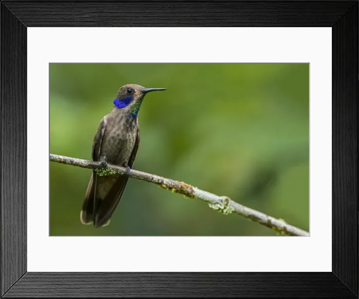 Framed Print : Picture No. 11981149 Framed Print : Picture No. 11981149