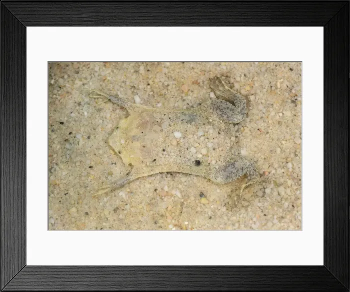 Framed Print : Picture No. 11981150 Framed Print : Picture No. 11981150