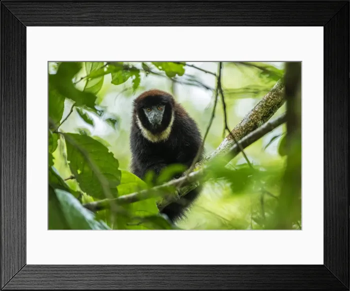 Framed Print : Picture No. 11981151 Framed Print : Picture No. 11981151