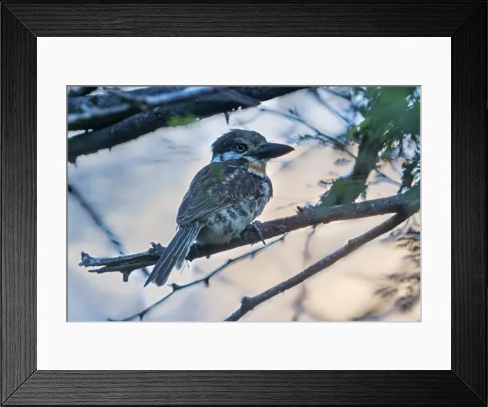 Framed Print : Picture No. 11981153 Framed Print : Picture No. 11981153