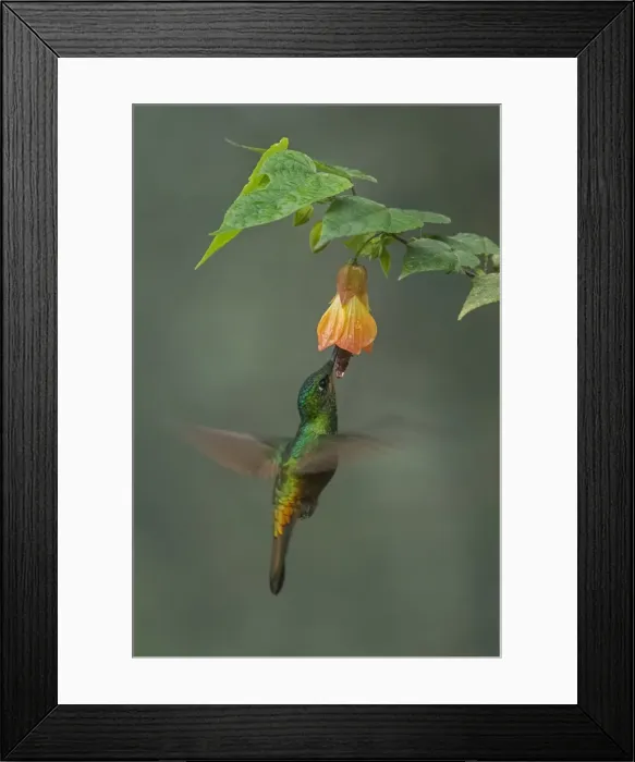 Framed Print : Picture No. 11981154 Framed Print : Picture No. 11981154