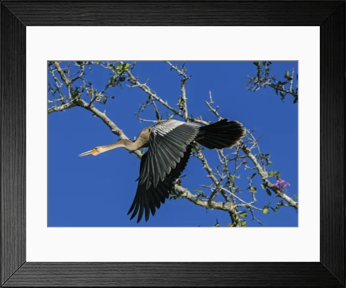 Framed Print : Picture No. 11981156 Framed Print : Picture No. 11981156