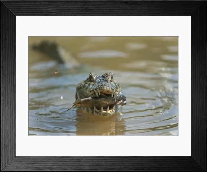 Framed Print : Picture No. 11981157
