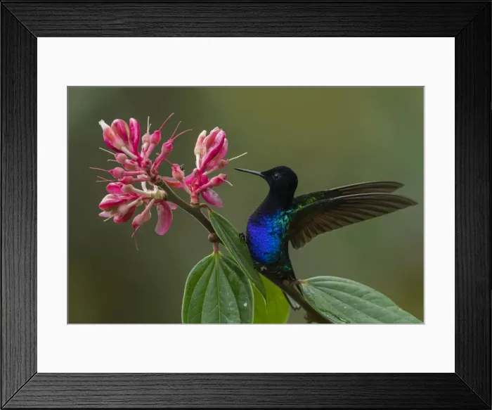 Framed Print : Picture No. 11981158 Framed Print : Picture No. 11981158