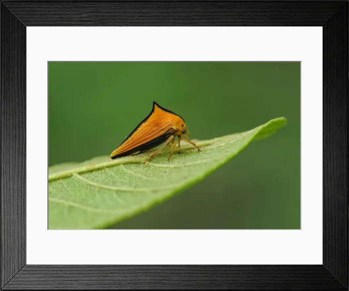 Framed Print : Picture No. 11981159 Framed Print : Picture No. 11981159