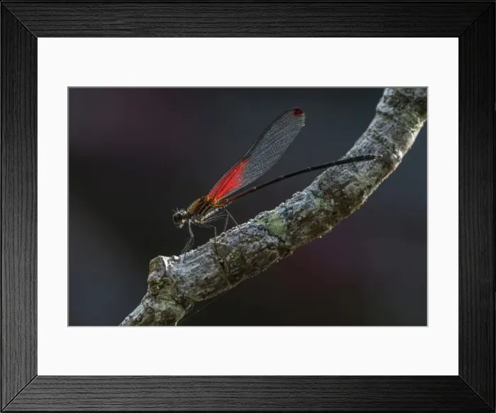 Framed Print : Picture No. 11981160 Framed Print : Picture No. 11981160