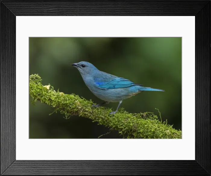 Framed Print : Picture No. 11981161 Framed Print : Picture No. 11981161