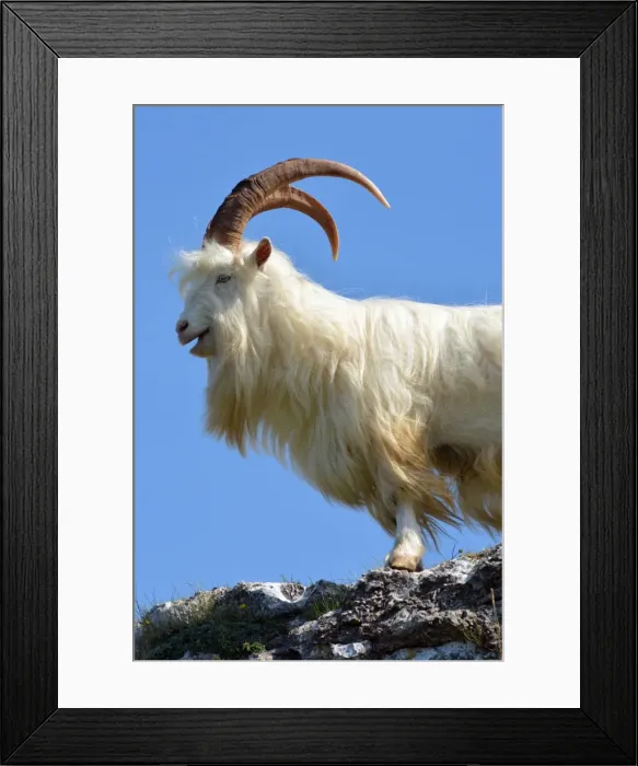 Framed Print : Picture No. 11981730 Framed Print : Picture No. 11981730