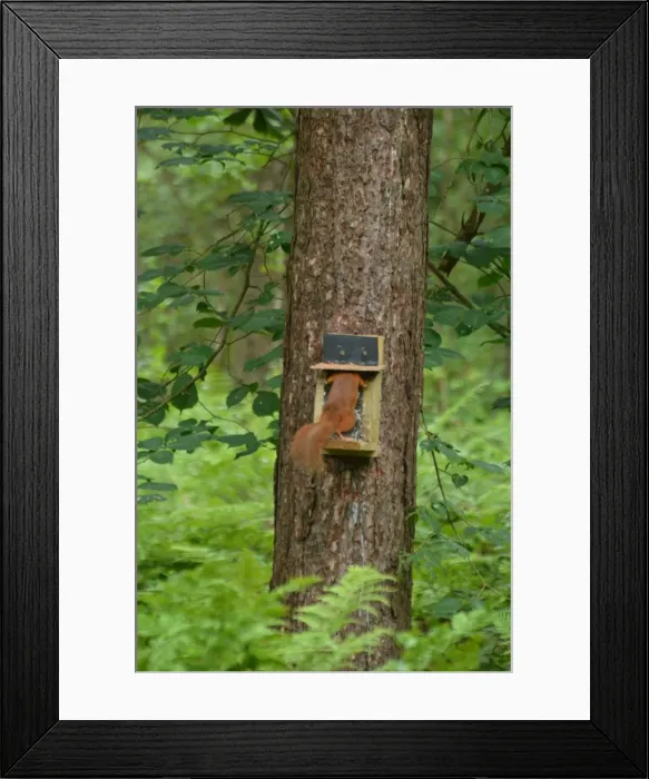 Framed Print : Picture No. 11981731