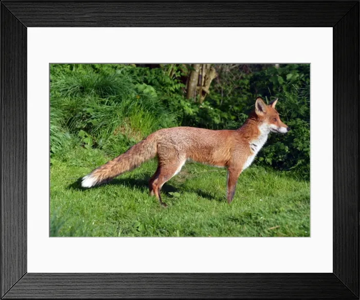 Framed Print : Picture No. 11981732 Framed Print : Picture No. 11981732