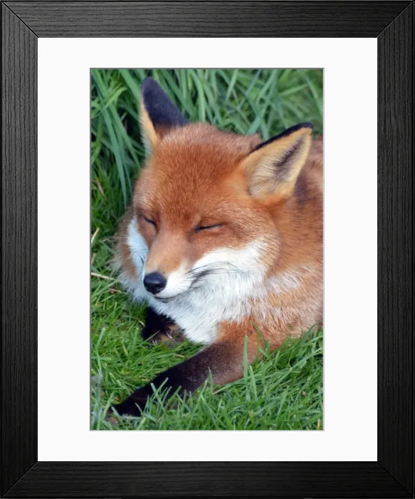Framed Print : Picture No. 11981733 Framed Print : Picture No. 11981733