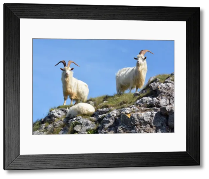 Framed Print : Picture No. 11981734 Framed Print : Picture No. 11981734