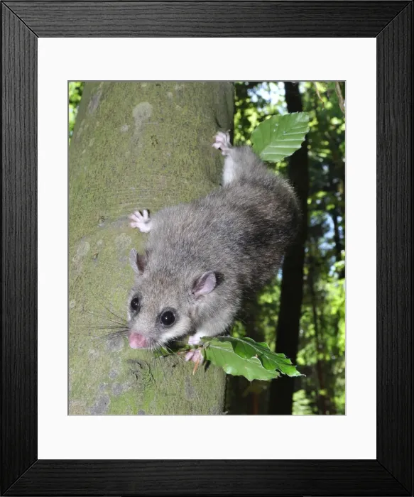 Framed Print : Picture No. 11981737 Framed Print : Picture No. 11981737