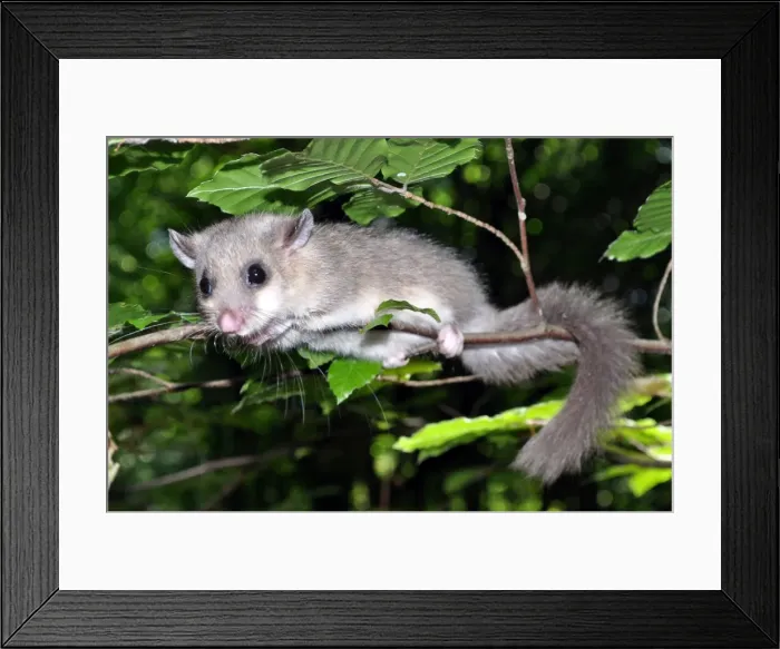 Framed Print : Picture No. 11981738 Framed Print : Picture No. 11981738