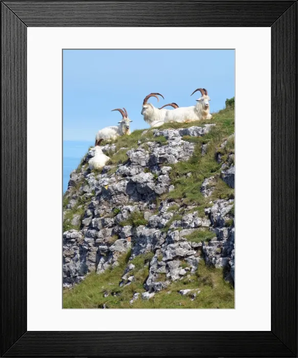 Framed Print : Picture No. 11981740 Framed Print : Picture No. 11981740