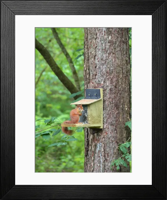 Framed Print : Picture No. 11981745