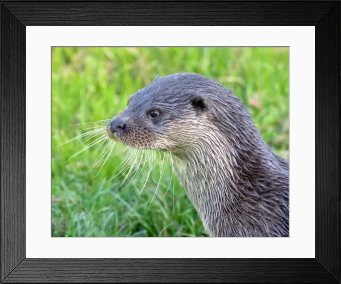Framed Print : Picture No. 11981747 Framed Print : Picture No. 11981747