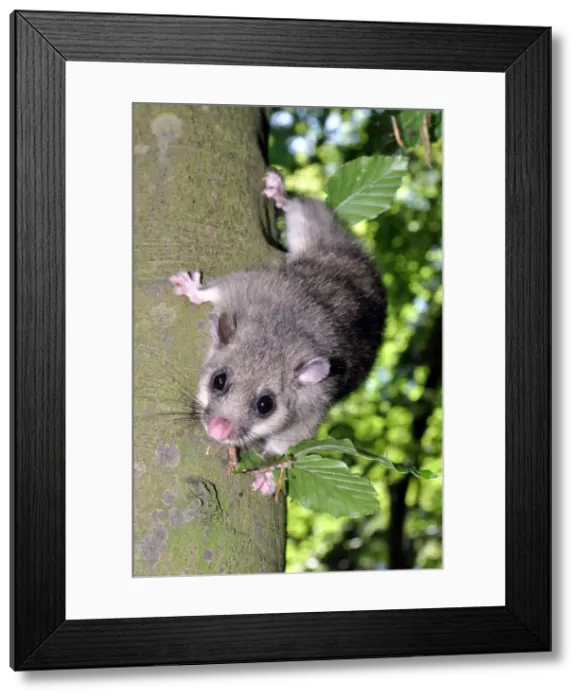 Framed Print : Picture No. 11981751 Framed Print : Picture No. 11981751