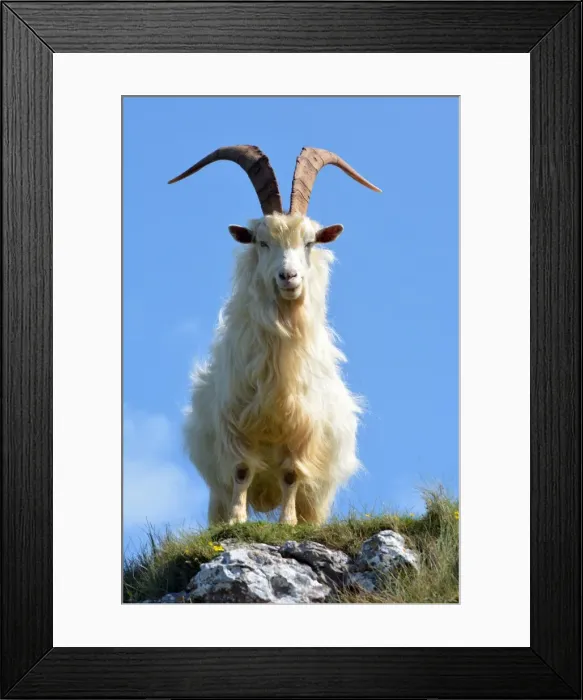 Framed Print : Picture No. 11981752 Framed Print : Picture No. 11981752