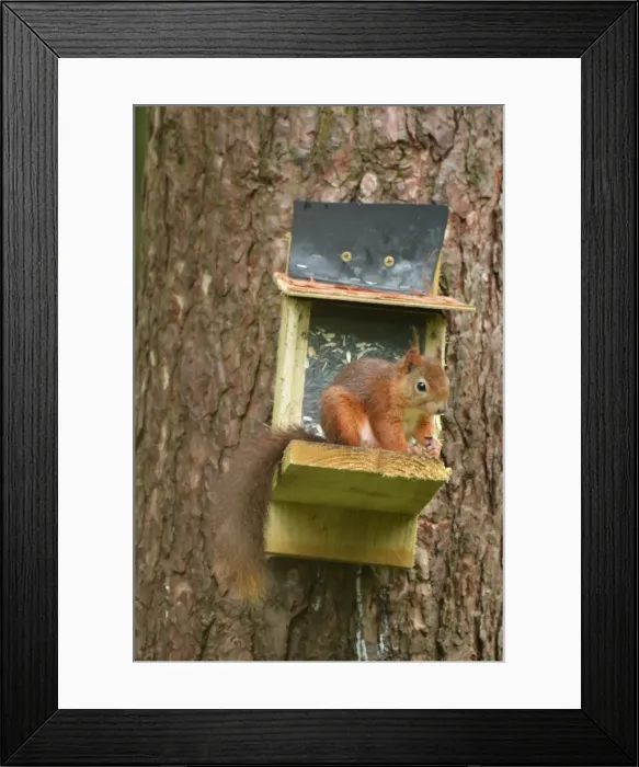 Framed Print : Picture No. 11981754 Framed Print : Picture No. 11981754