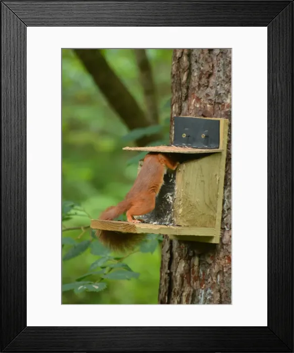 Framed Print : Picture No. 11981757