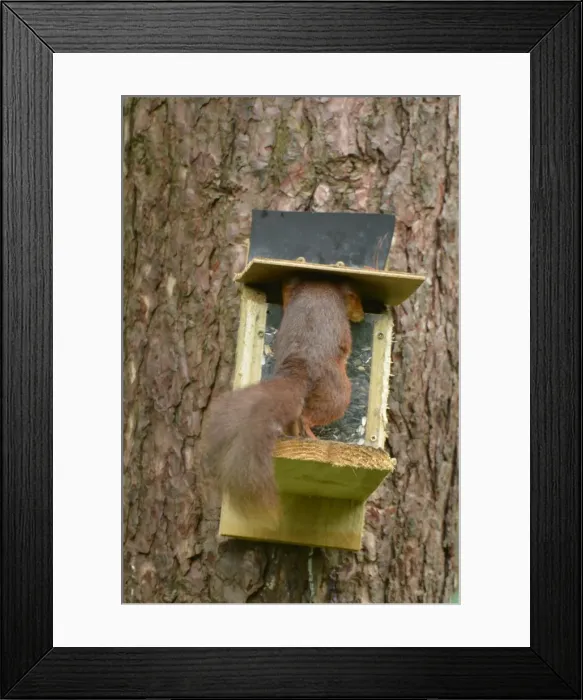 Framed Print : Picture No. 11981760