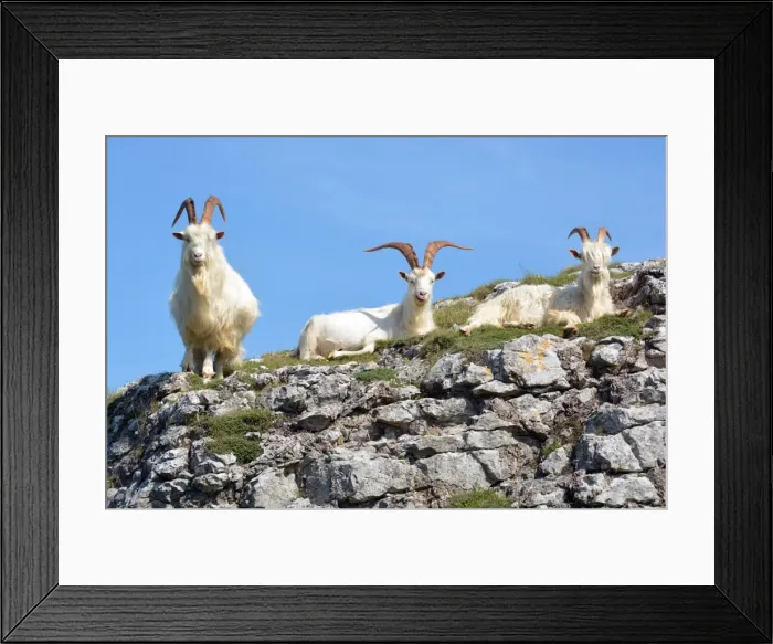 Framed Print : Picture No. 11981763 Framed Print : Picture No. 11981763