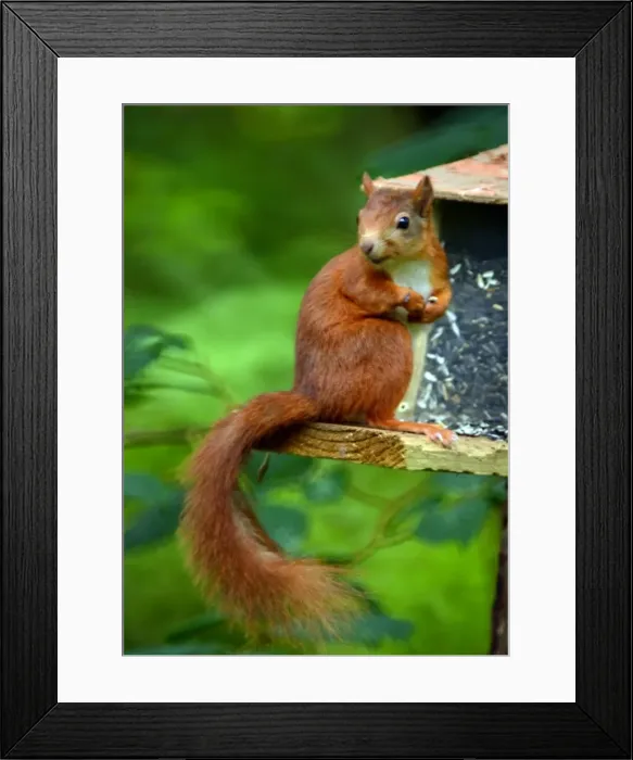 Framed Print : Picture No. 11981767