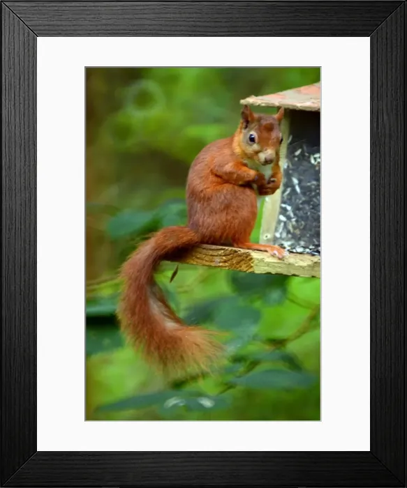 Framed Print : Picture No. 11981769 Framed Print : Picture No. 11981769