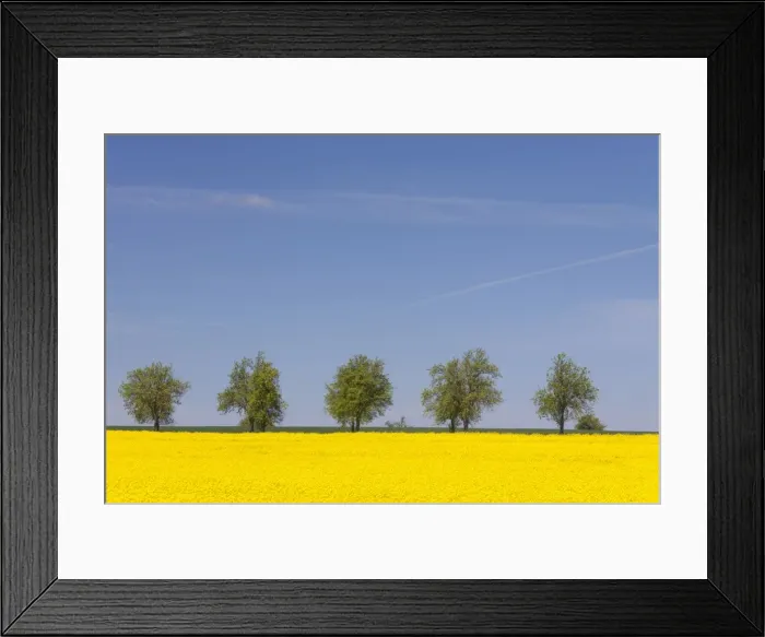 Framed Print : Picture No. 11980564