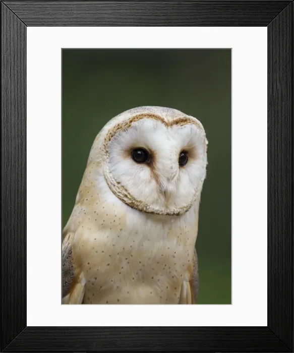 Framed Print : Picture No. 11980565 Framed Print : Picture No. 11980565