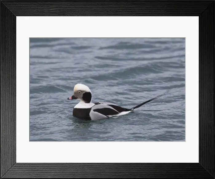 Framed Print : Picture No. 11980566 Framed Print : Picture No. 11980566