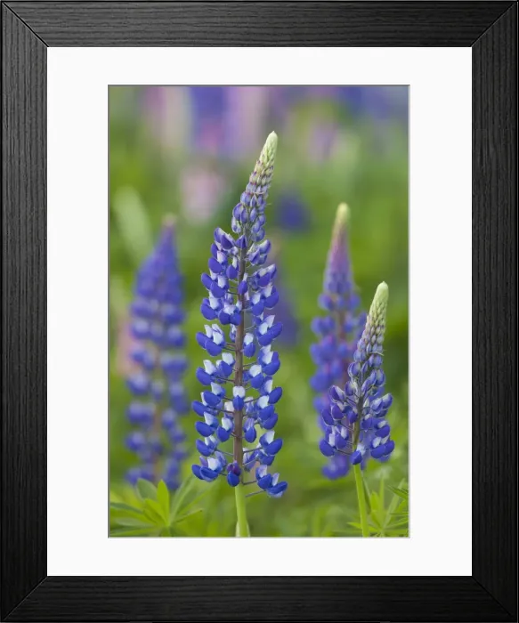 Framed Print : Picture No. 11980567 Framed Print : Picture No. 11980567
