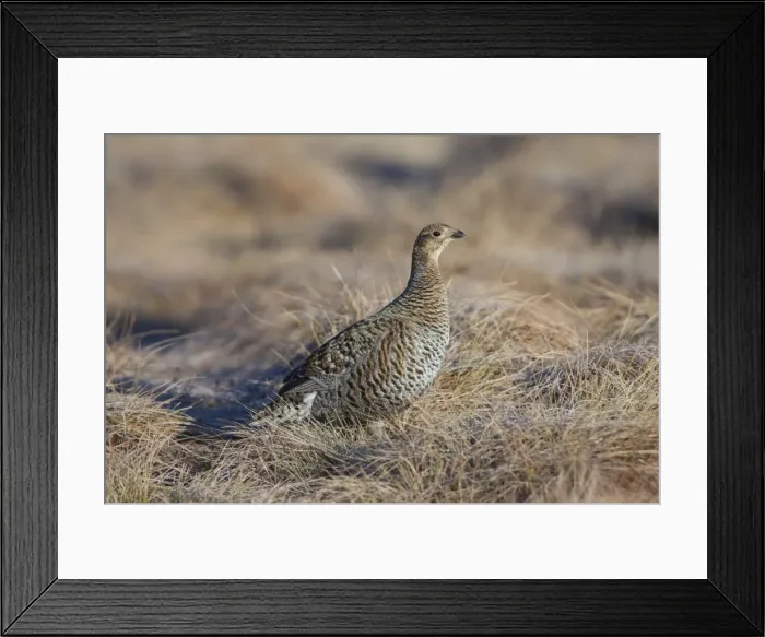 Framed Print : Picture No. 11980569 Framed Print : Picture No. 11980569