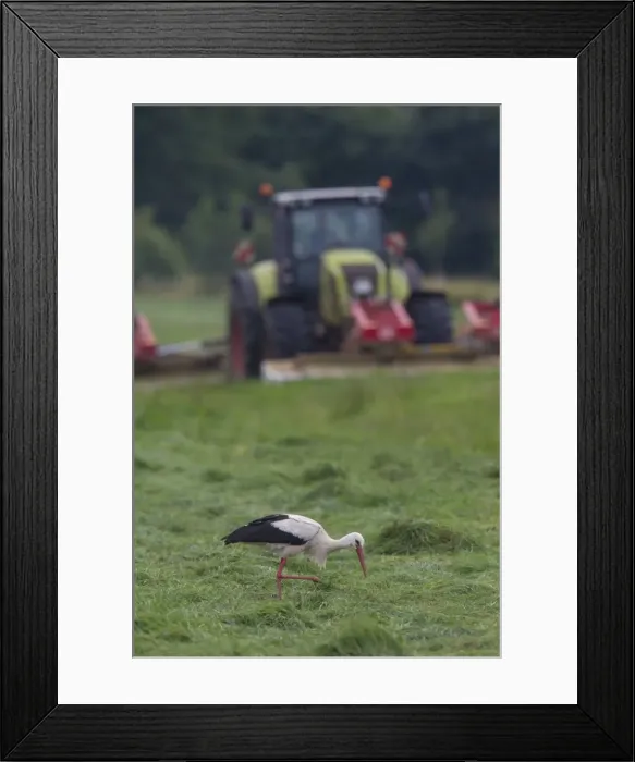 Framed Print : Picture No. 11980570