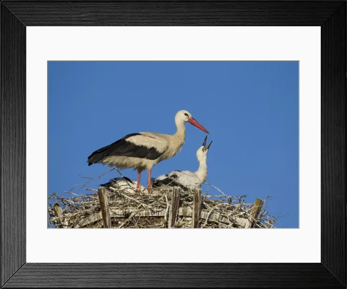 Framed Print : Picture No. 11980574 Framed Print : Picture No. 11980574