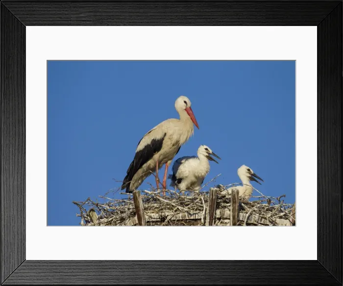 Framed Print : Picture No. 11980575 Framed Print : Picture No. 11980575