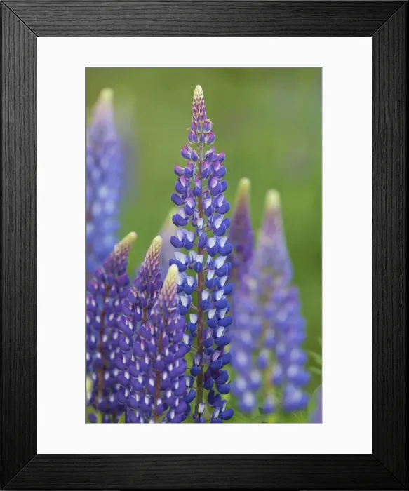 Framed Print : Picture No. 11980576 Framed Print : Picture No. 11980576